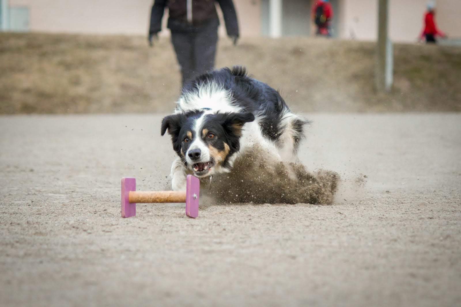 Eläinfysioterapia ylläpitää harrastavan koiran suorituskykyä